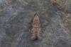 Ephestia sp.